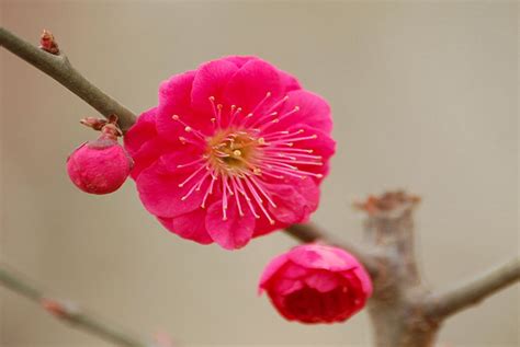 梅花风水|梅花风水禁忌,梅花有哪些寓意